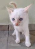 Gatinhos
