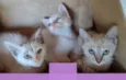 Gatinhos