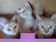 Gatinhos