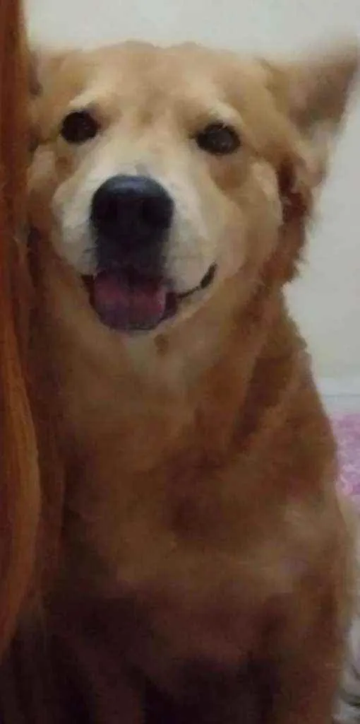 Cachorro ra a SRD idade 4 anos nome Mel
