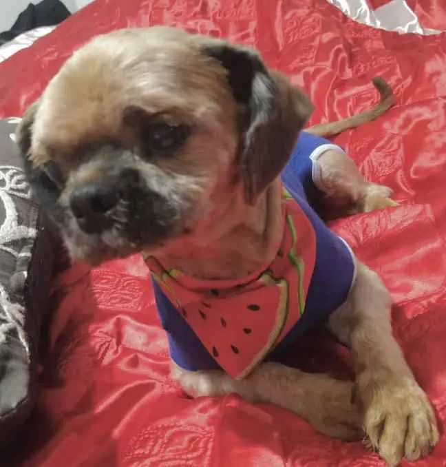 Cachorro ra a Mestiço  idade 2 anos nome Dudu 