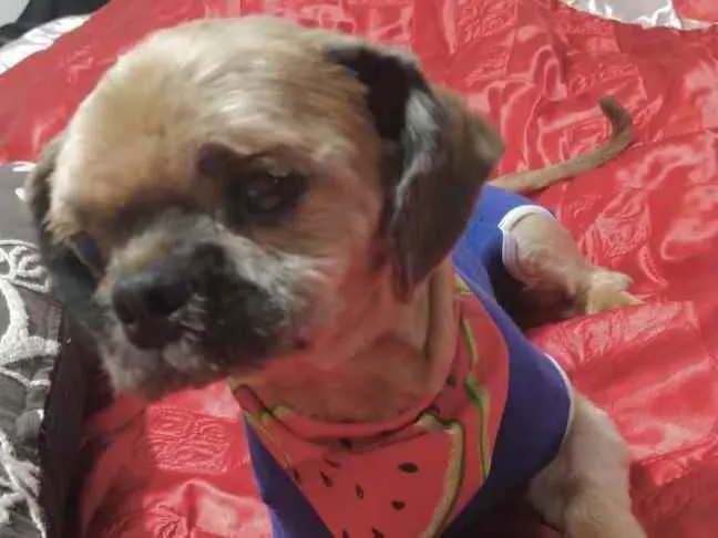 Cachorro ra a Mestiço  idade 2 anos nome Dudu 