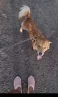 Mel