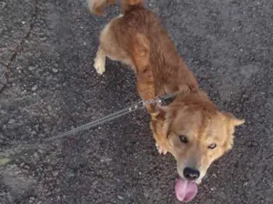 Cachorro raça SRD idade 4 anos nome Mel