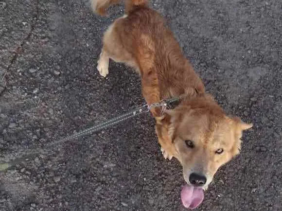 Cachorro ra a SRD idade 4 anos nome Mel
