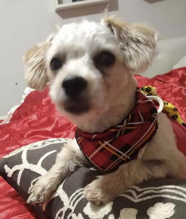 Cachorro ra a Mestiço  idade 7 a 11 meses nome Teo 