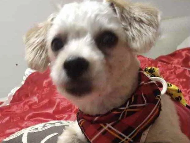 Cachorro ra a Mestiço  idade 7 a 11 meses nome Teo 