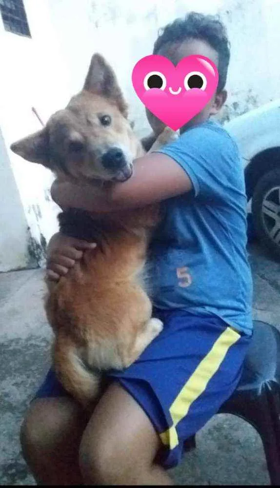 Cachorro ra a SRD idade 4 anos nome Mel