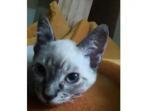 Gato raça Siamês  idade Abaixo de 2 meses nome Fiona