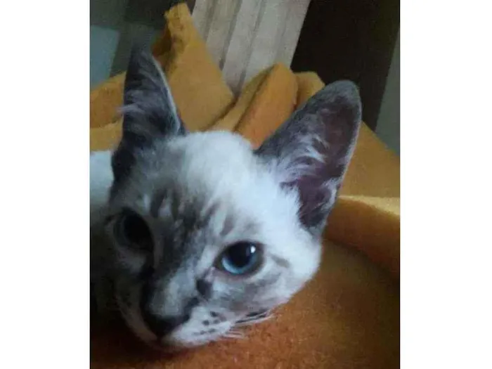 Gato ra a Siamês  idade Abaixo de 2 meses nome Fiona