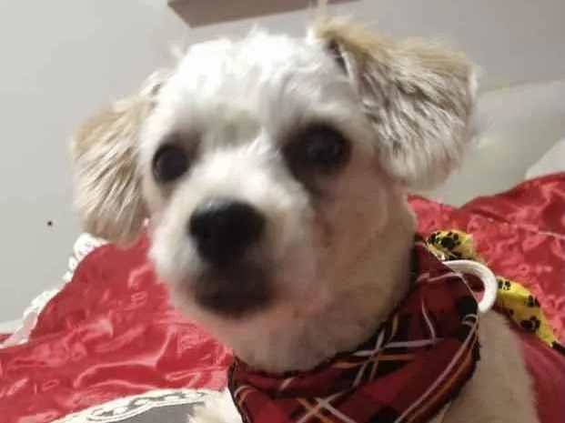 Cachorro ra a Mestiço  idade 7 a 11 meses nome Teo 