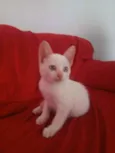 Greg