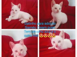 Gato raça Siamês Cream point  idade 2 a 6 meses nome Greg 