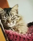 Milka 