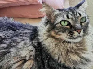 Gato raça  idade 5 anos nome Milka 
