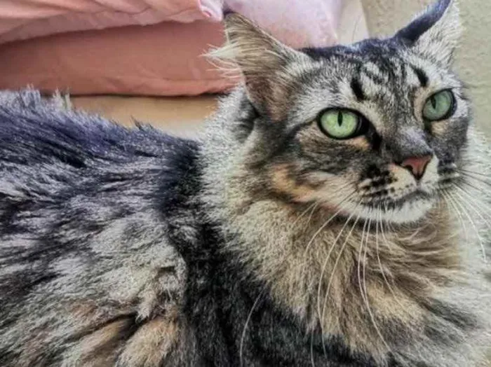 Gato ra a  idade 5 anos nome Milka 