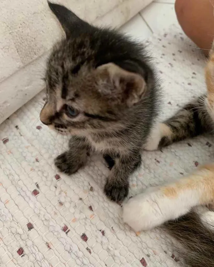 Gato ra a  idade 2 a 6 meses nome Não sei 