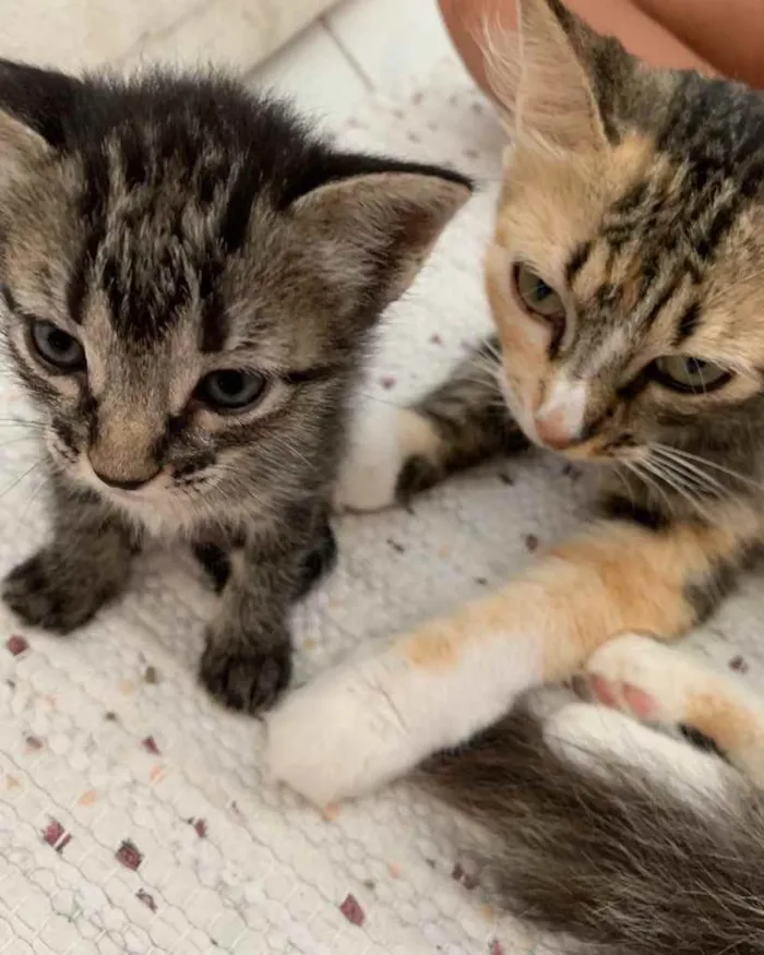 Gato ra a  idade 2 a 6 meses nome Não sei 