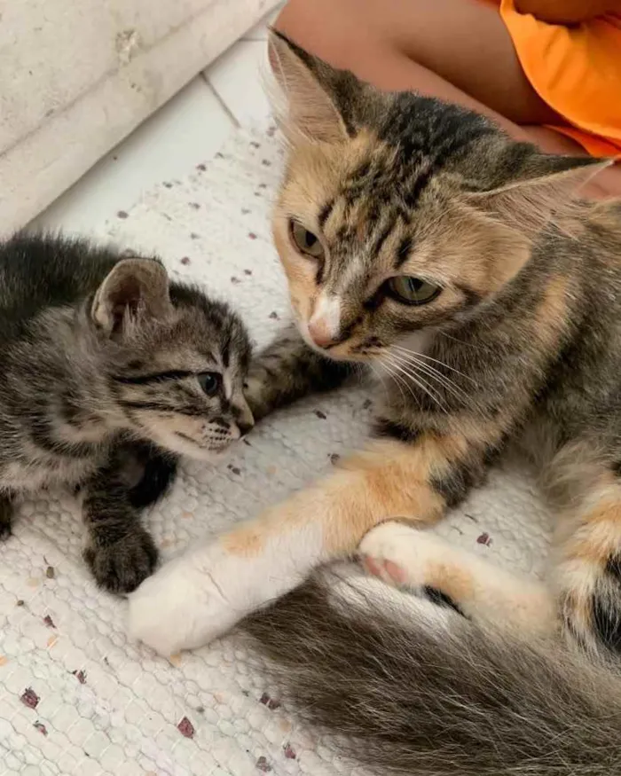 Gato ra a  idade 2 a 6 meses nome Não sei 