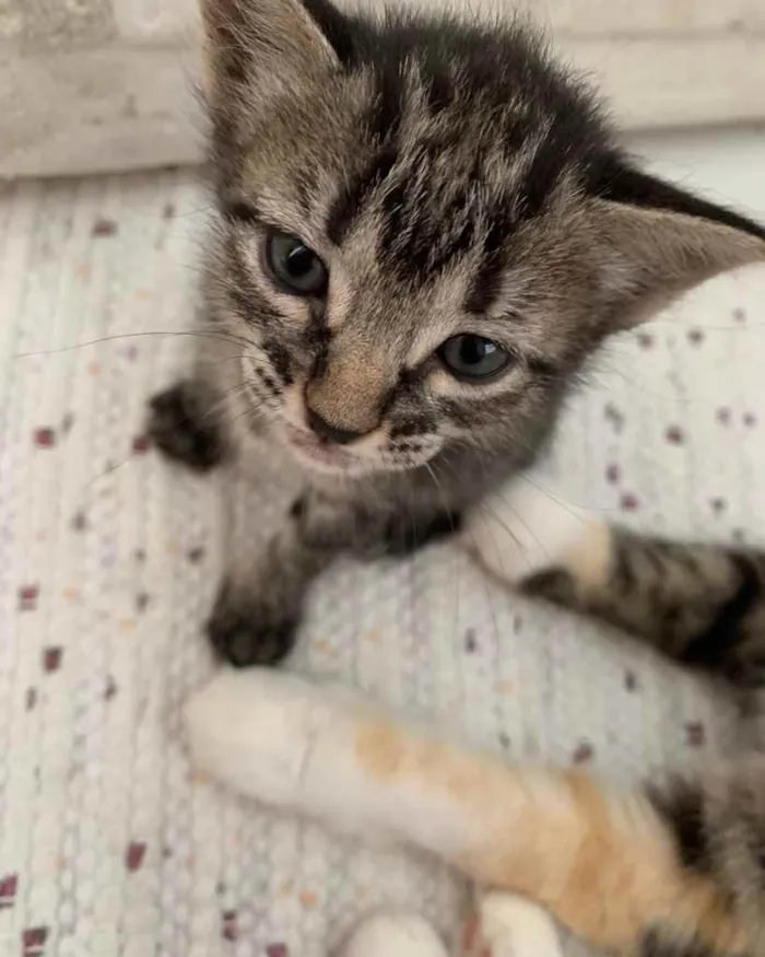 Gato ra a  idade 2 a 6 meses nome Não sei 