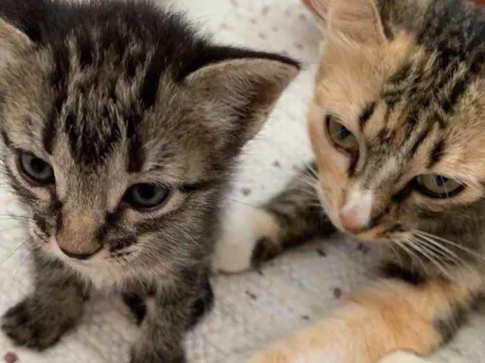 Gato ra a  idade 2 a 6 meses nome Não sei 