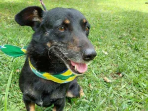 Cachorro raça srd idade 2 anos nome Zico