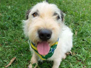 Cachorro raça srd idade 2 anos nome Scoot