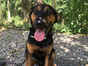 Cachorro raça srd idade 7 a 11 meses nome Pluto
