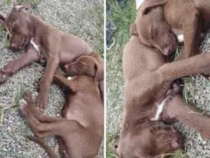 Cachorro raça  idade 2 a 6 meses nome As meninas 