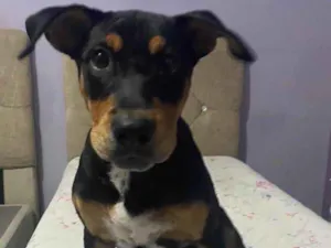 Cachorro raça  idade 2 a 6 meses nome Não sei 