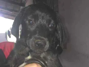 Cachorro raça Vira Lata  idade 2 a 6 meses nome Sem nome 