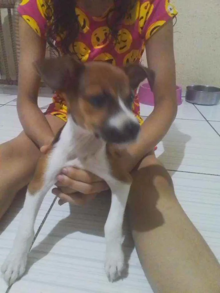 Cachorro ra a Vira lata idade Abaixo de 2 meses nome Nala