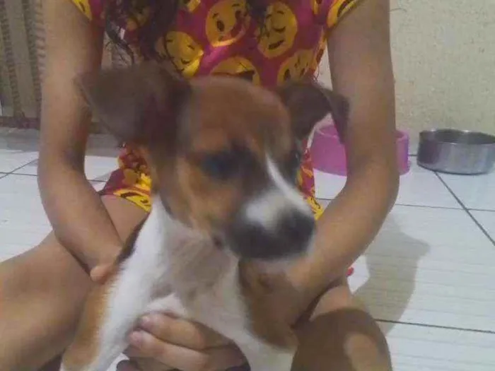 Cachorro ra a Vira lata idade Abaixo de 2 meses nome Nala