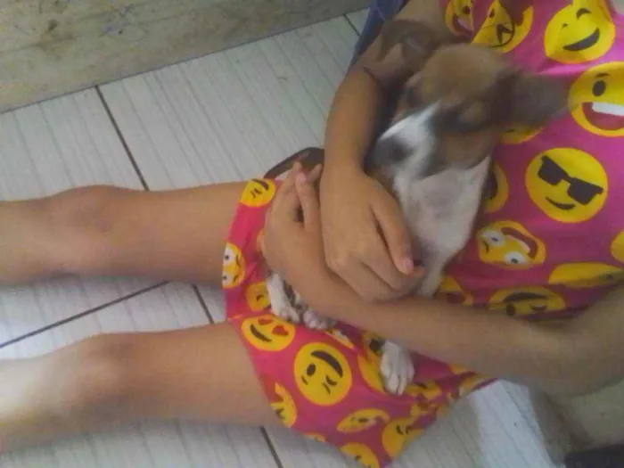 Cachorro ra a Vira lata idade Abaixo de 2 meses nome Nala