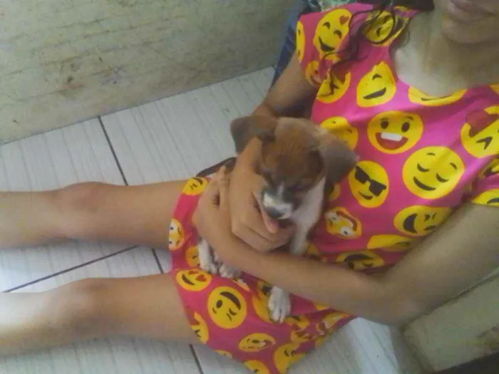 Cachorro ra a Vira lata idade Abaixo de 2 meses nome Nala