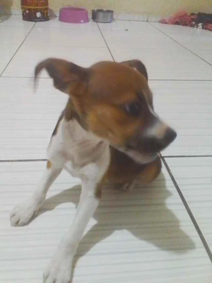 Cachorro ra a Vira lata idade Abaixo de 2 meses nome Nala