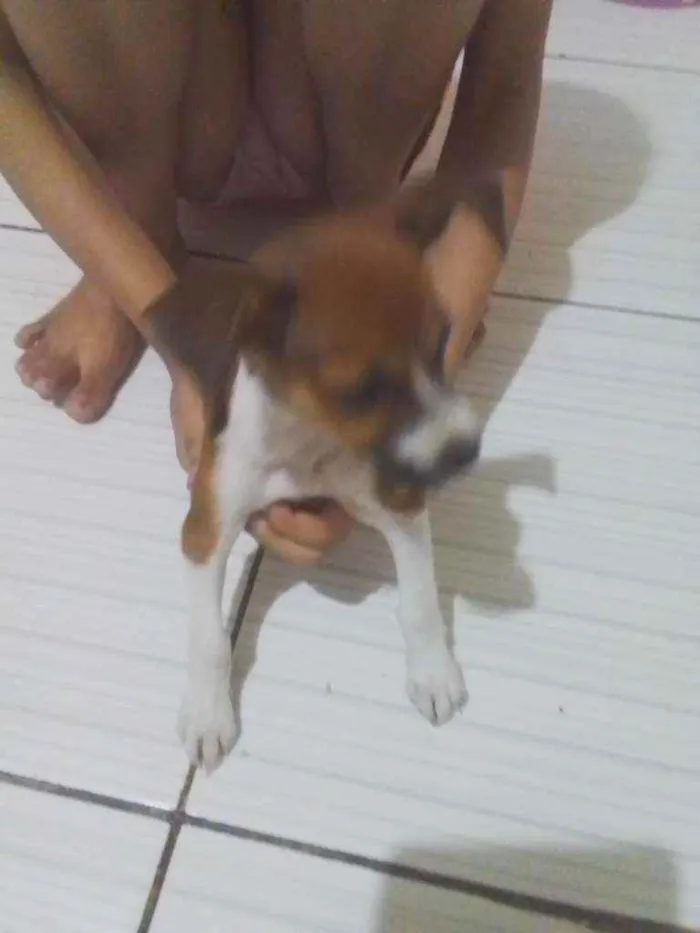 Cachorro ra a Vira lata idade Abaixo de 2 meses nome Nala