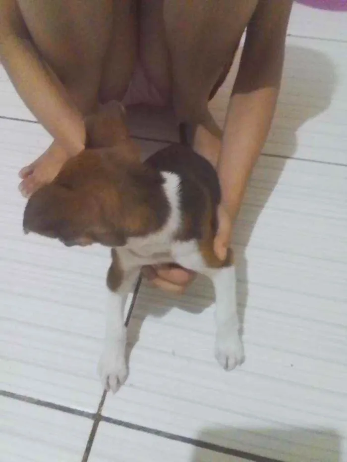 Cachorro ra a Vira lata idade Abaixo de 2 meses nome Nala