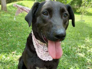 Cachorro raça srd idade 2 anos nome Raika
