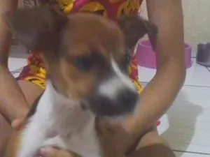 Cachorro raça Vira lata idade Abaixo de 2 meses nome Nala