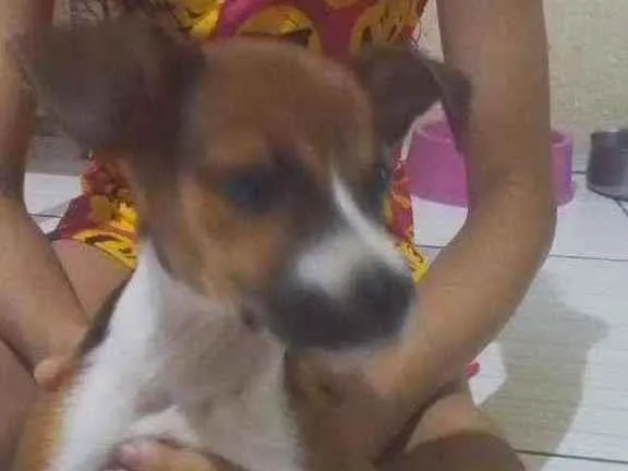 Cachorro ra a Vira lata idade Abaixo de 2 meses nome Nala