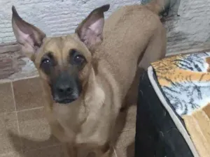 Cachorro raça Indefinida  idade 4 anos nome Luna