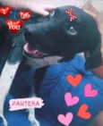 PANTERA