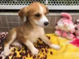 Cachorro raça SRD idade Abaixo de 2 meses nome Sem Nome