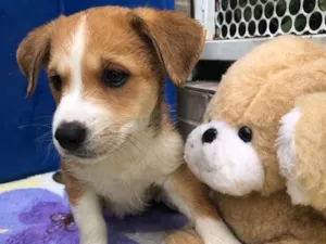 Cachorro raça SRD idade Abaixo de 2 meses nome Sem Nome