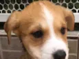 Cachorro raça SRD idade Abaixo de 2 meses nome Sem Nome