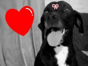 Cachorro raça Srd idade 1 ano nome PANTERA