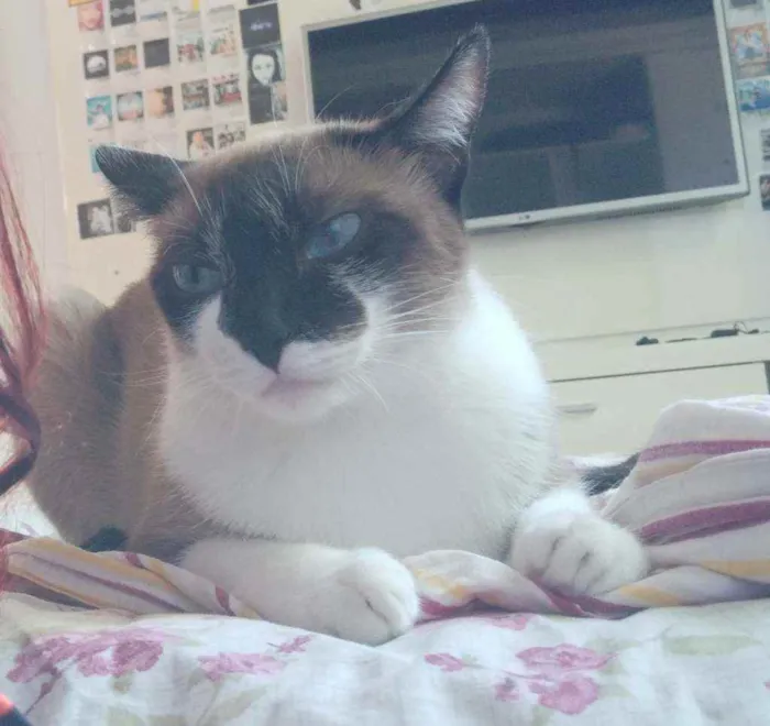 Gato ra a Semelhante a siamês  idade 3 anos nome Mel 