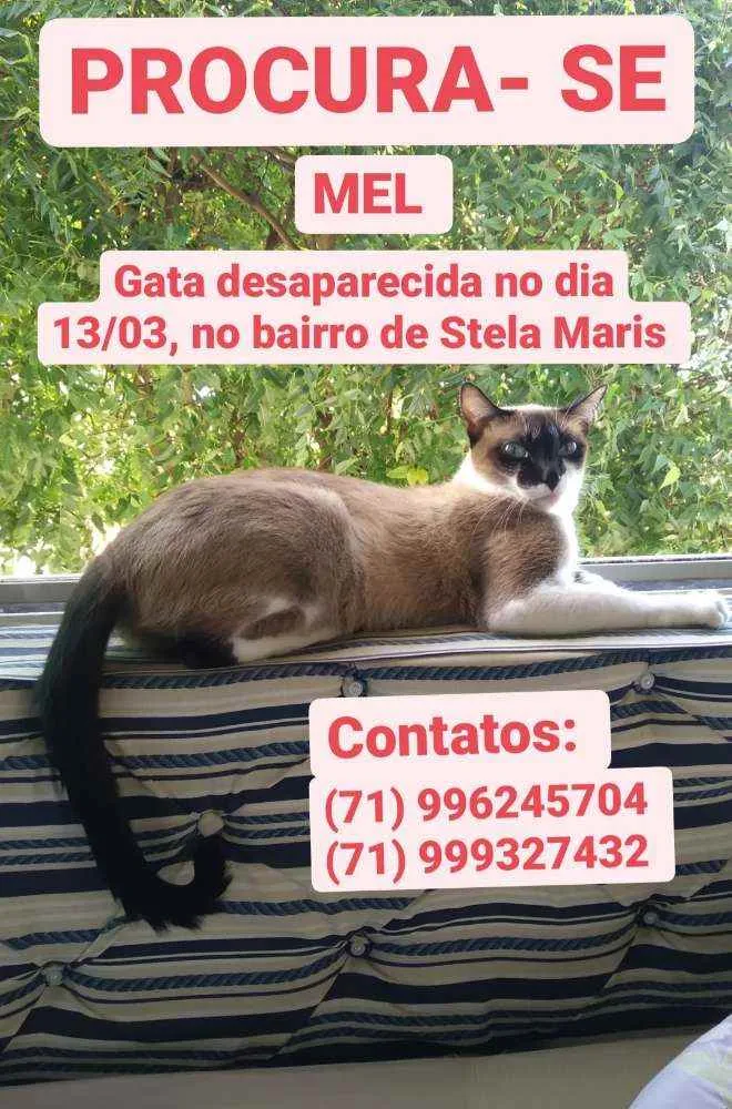 Gato ra a Semelhante a siamês  idade 3 anos nome Mel 