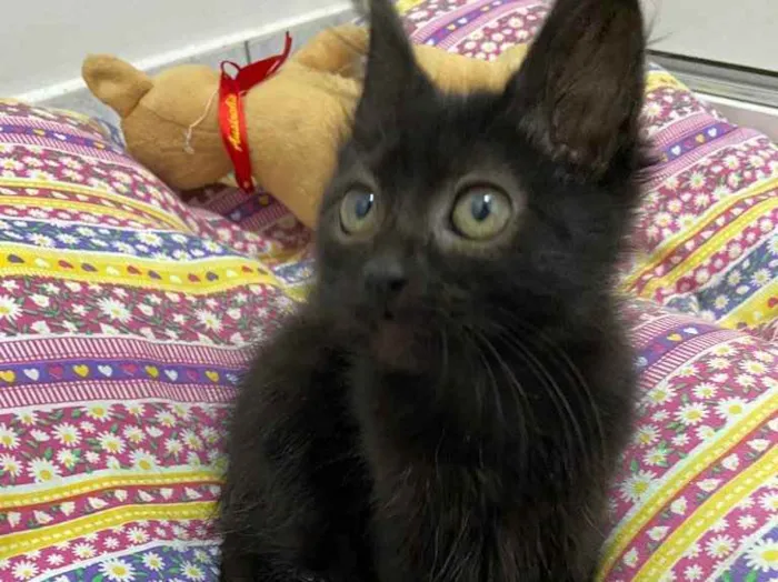 Gato raça Srd idade 2 a 6 meses nome Luna